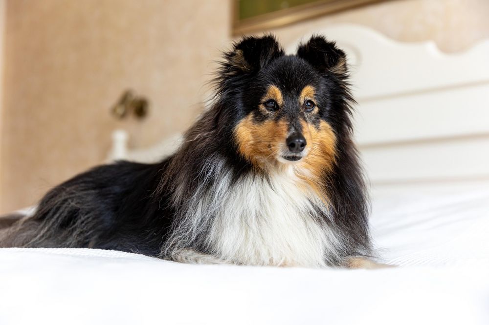 Hundetrening som gir en rolig, trygg og lydig familiehund